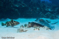 Nassau Grouper and Southern Stingray in an Old West style standoff.  Nikon D200 in Ikelite Housing with DS125 Strobe
