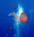 A jelly fish from Gozo