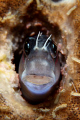 Blenny closeup. Full frame. Canon 400D , 100mm , +4 closeup and woody diopter.