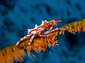Xeno crab , Canon S70 with macro lens , Inon Z240