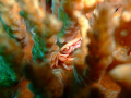 a porcelain crab in a hard coral
