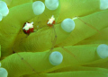 Shrimps living with musroom coral. 