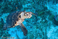 Green Sea Turtle swam at me to investigate.  Nikon D200 Ikelite Housing DS125 Strobes