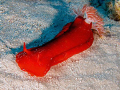 Spanish dancer, going for a crawl during the day. 