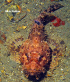 Scorpionfish adult ,on the wreck HM Coriolanus