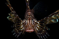 Lionfish. Inchkape-II, Fujeira, UAE.