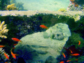 Pufferfish under coral bridge
