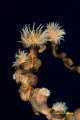 Coral at Moalboal