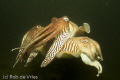Two male Cuttlefisch figthing for a female (below). Picture made in the Oosterschelde in Holland in the mating season of the cuttlefisch (when the water becomes 12 degrees Celsius).