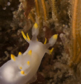 An inquisitive nudibranch  - Isles of Scilly,uk – Nikon d70s with 60mm lens