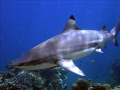Blacktip shark, Phi Phi Island's Thailand. Manual white balance and image taken at 4m depth.