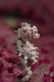 Bargabanti Pigmee seahorse, size +/- 1,5 cm. Picture taken with 60mm lense.