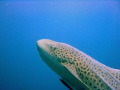 LEOPARD SHARK IN THE BLUE