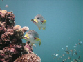 Two Sweetlip hovering off the side of a coral bommie