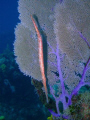 A trumpet fish, nicely lined up with a sea fan. This was about 30ft. Sealife DC600 w/ strobe.