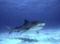 Tiger shark no cage! Beautiful creatures, huge,dynamic,and exciting