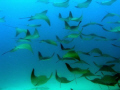 Cabo Pulmo - Sea of Cortez........thousands of Mobula rays...