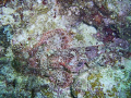 Scorpion Fish on the Sunabe Sea Wall.