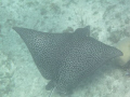 Spotted Eagle Ray North Shore Providenciales.  Leeward site.  Saw this ray on several different dives at this site