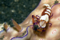 Imperial Shrimp on a Nudibranch.  Canon 40D, 100mm Macro Lens, Inon Z240 strobe.