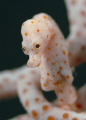 Denise Pygmee seahorse, 30 mtrs deep, lots of current. Very happy to make this picture. Fuji S2 pro, 50 mm Lense. Raja Ampat, Papua.