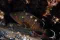 A young grouper

http://vittoriodurante.altervista.org