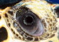 Eye of turtle, Grand Cayman.  D300.