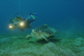 Turtle in the red sea