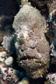 Crusty old frogfish, well camoflaged, taken off the south side of Maui.