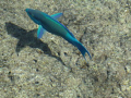 A Parrot Fish taken above the water