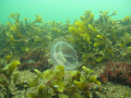 Jellyfish, Taken in Hanko Finland 30.8