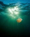 An old jellyfish enjoying a little sun at the end of a long day.