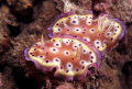 nudibranch(Chromodoris tritos).Nikon F100,60mm,f19,1/90,YS-120*2,RVP50.