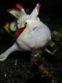 This mugshot of a painted frogfish with attitude! You either love that face or hate it!  Haha...  