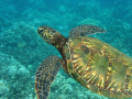 Swimming with Turtle off Maui
