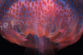 Jellyfishs - Pelagia noctiluca