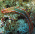 Fire Worm in all its glory.

Colours scream DON'T TOUCH ME!

Pic taken off Comino in Malta