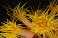 Corals - Parazoanthus axinellae
