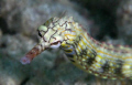 Pipefish free swimming. I just loved the colours and shape of its head