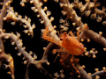 Tiny crab living on the sea fan. It was taken when night dive @ Wreck Tulamben.
Need ID please for this crab.