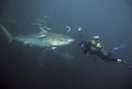 tiger shark dive off umkomass,durban,south africa