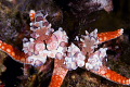 Arlequien shrimps on red star,nikon d2x,105mm macro vr,2 strobes