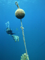 Diver,bat fish and bouy line above the famous SS Thistlegorm wreck.