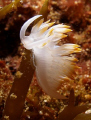 Flabelina babai.
Olympus c-7070 and Ys-60 strob