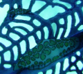 Check out the tiny one next to the larger flamingo tongue - probably 3-4mm in length