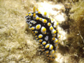 Saw a few of these geometric nudibranchia, but couldn't get a good shot until this one, Taken with DC500