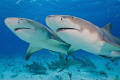 Diving with the m/v Dolphin Dream at Tiger Wreck in the Bahamas.
Lemon sharks by the dozen