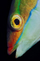 Fishs - Coris julis (female)