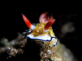 This nudibranch hasn't been identified yet even by the experts.  