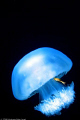 A crab taking a ride in a jelly fish